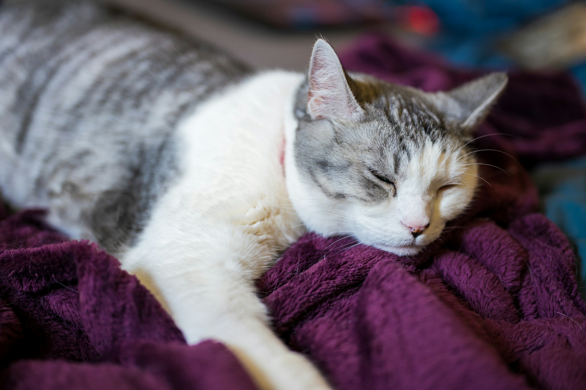 The purple blanket — a memory of warmth, chaos, and growing up together.